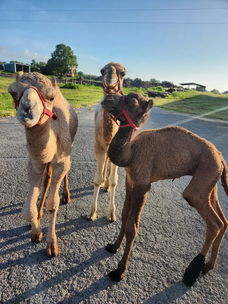 Two camels and a calf on the ranch road