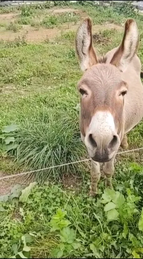A donkey walking up to the fence