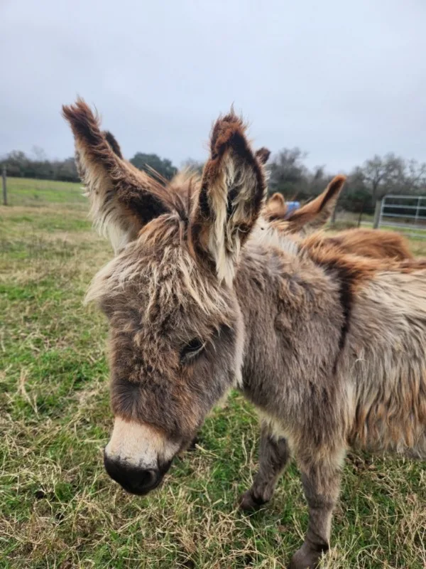 Two donkeys at the fence line