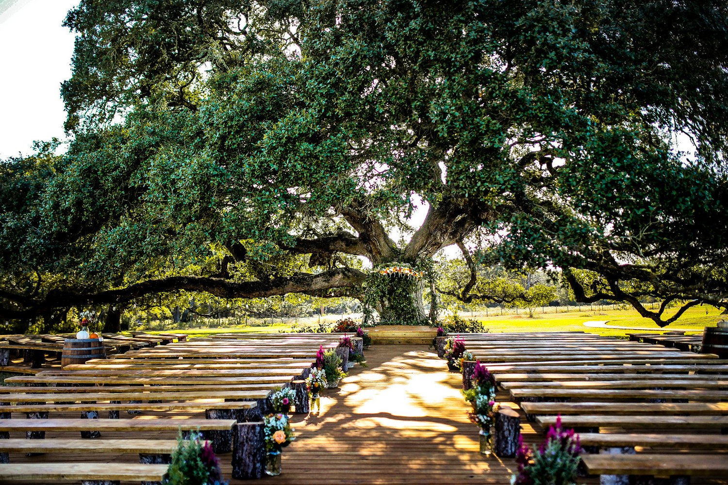 The great oak of Twin Oaks Resort over the ceremony lawn