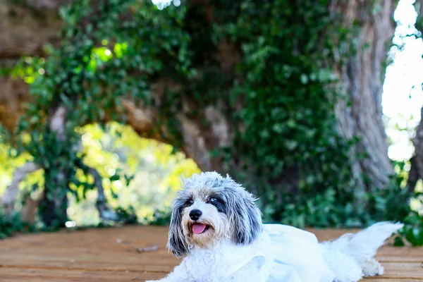 Portraits by the ivy-covered oak