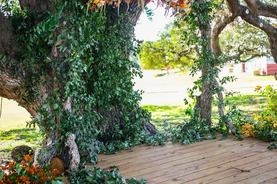 The ivy-covered oak over the ceremony boardwalk